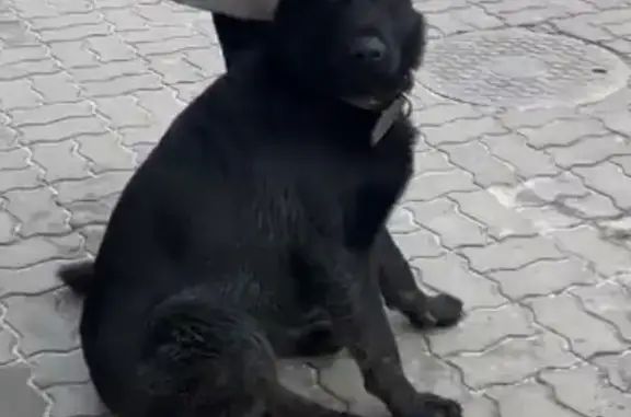 Найдена собака, Новочеркасск, фото: Собака найдена на Троицкой площади, Новочеркасск