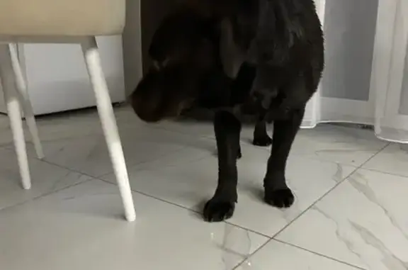 Пропала собака, Клубничная ул., Калининград - photo