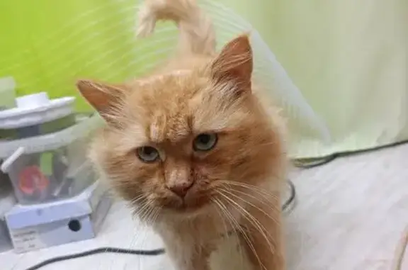 Найдена кошка, Михайловка, фото: Кошка найдена, Пионерский пер., 13