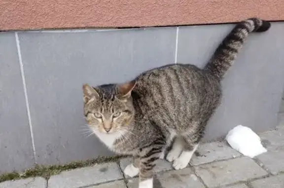 Найдена кошка, Калининград, фото: Найдена кошка, Летняя ул., 68, Калининград