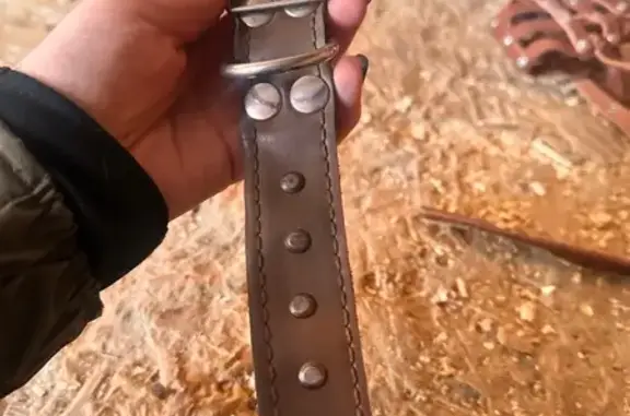 Найдена собака, Одинцово, фото: Найдена собака в ЖК Одинбург, Северная ул.