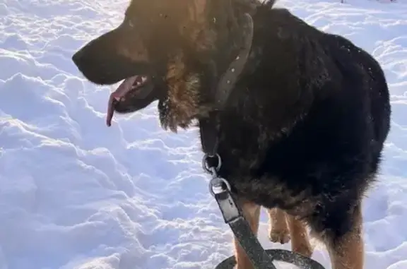 Найдена собака, Одинцово, фото: Найдена собака в ЖК Одинбург, Северная ул.