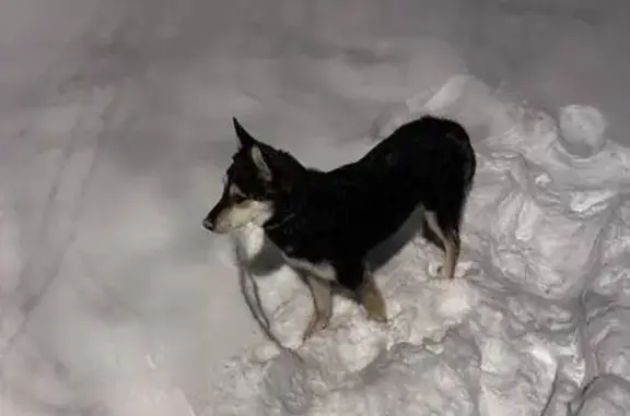 Найдена собака, Москва, фото: Собака найдена у Уральской 23к1, Москва