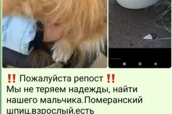 Пропала собака, Донецк, Ростовская обл. - photo