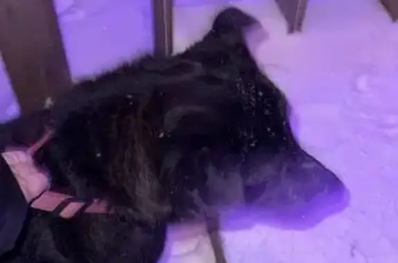 Найдена собака, Чехов, фото: Собака найдена: Бирюзовая ул, 49, Чехов