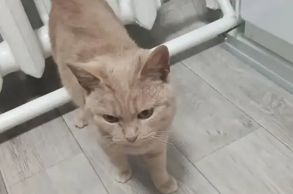 Найдена кошка, Плеханово, фото: Кошка найдена: Центр. ул., Плеханово