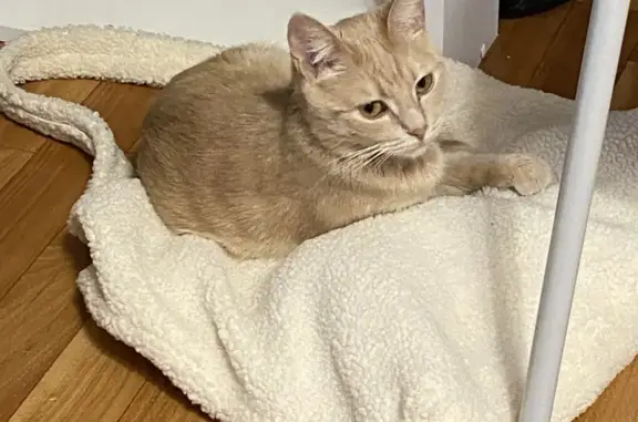 Кошки потеряшки, Липецк, фото: Потеряшка кошка, бульвар Шубина, 13, Липецк