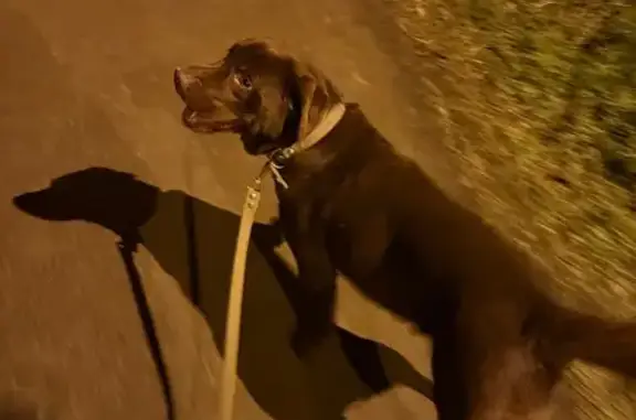 Объявления о пропавших и найденных животных, Ставрополь, фото: Ставрополь: найден лабрадор, ул. Роз, 1