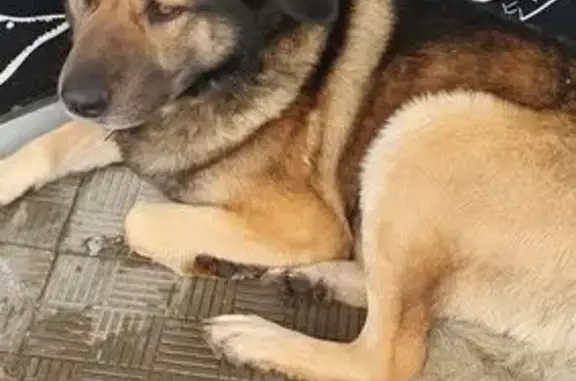 Найдена собака, Одинцово, фото: Собака найдена у Магнита, Можайское ш.