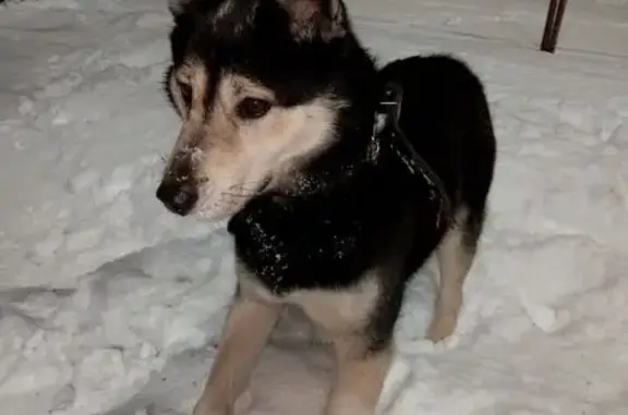 Найдена собака, Чебоксары, фото: Собака найдена: ул. Гагарина, 14, Чебоксары