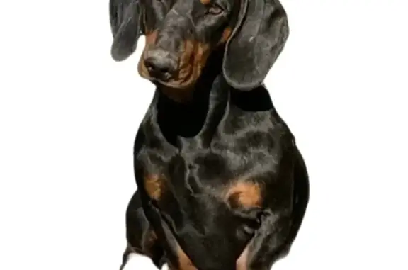 Пропала собака на ул. Ленина, Острогорка - photo