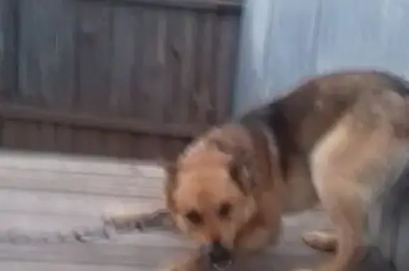 Пропала собака на ул. Волкова, 6, Оханск - photo