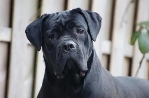 Пропала собака, Зеленодольская 12, Ставрополь - photo