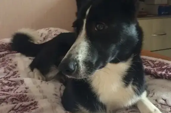 Пропала собака на Прибрежной улице, Мурманск - photo