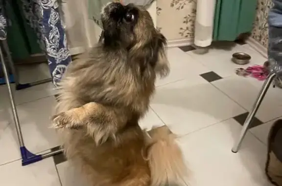 Пропала собака, Вешняковская 12Д с1 - photo