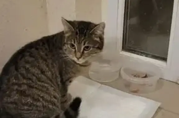 Найдена кошка, дома отдыха Бекасово, фото: Кошка найдена: Дружная ул., 10 к1, Бекасово