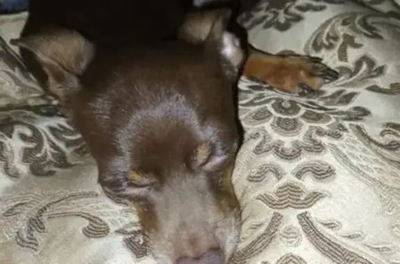 Пропала собака, Верейская ул., 20, Колодкино - photo