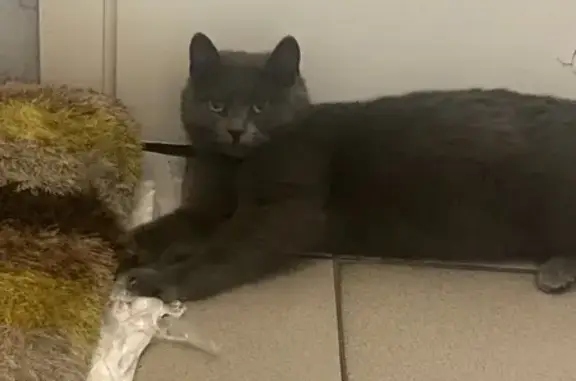 Найдена кошка, Барнаул, фото: Кошка найдена: Пролетарская 56, Барнаул