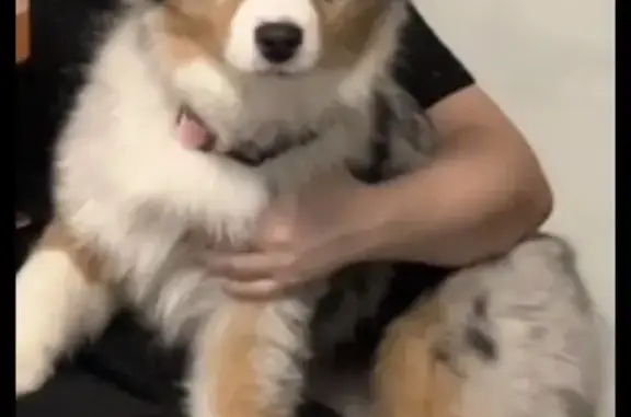 Пропала собака, Студёный проезд 30, Москва - photo