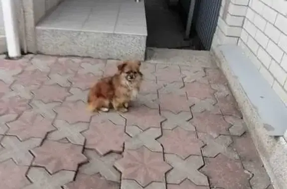 Найдена собака, Пятигорск, фото: Найдена собака, Пятигорск, Ставрополье