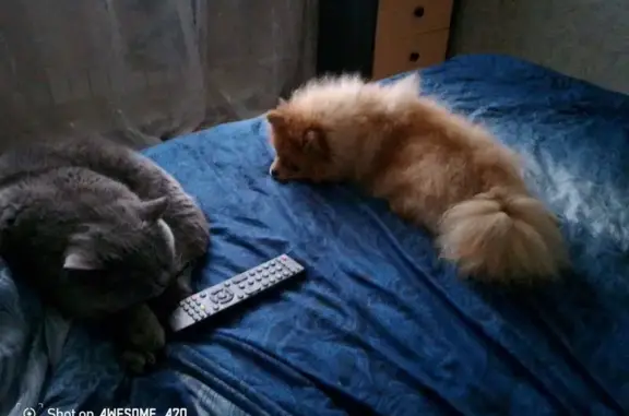 Пропала собака, Тамбовская ул., Орёл - photo