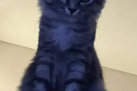 Пропала кошка, пр. Дзержинского 27/1, Оренбург - photo