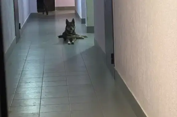 Найдена собака, Вологда, фото: Собака найдена: Новгородская ул, 42 к3, Вологда