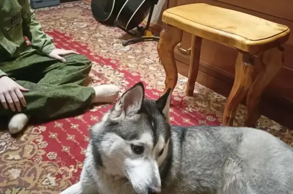 Найдена собака, Курган, фото: Хаски найдена: ул. Гагарина, Курган