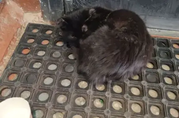 Найденные животные Чита, фото: Чита: найден чёрный котёнок у зоопарка