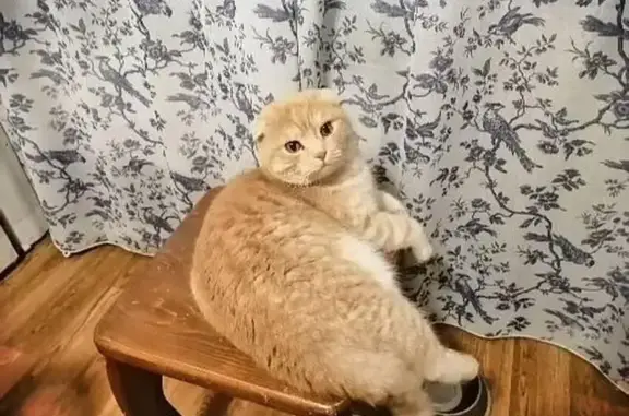 Пропала кошка, 22 Ангарск - photo