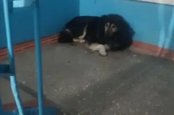 Объявления о пропавших и найденных животных, Омск, фото: Собака найдена: 2-я Железнодорожная, 1А, Омск