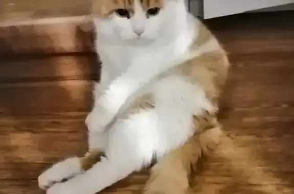 Найдена кошка, Ангарск, фото: Кошка найдена: Троицкая ул., Ангарск