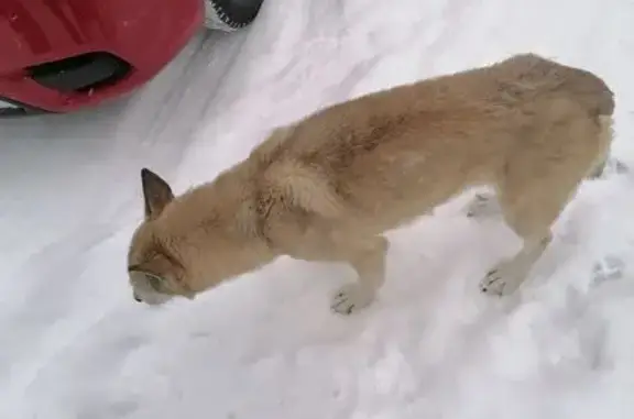 Найденные животные Нижняя Тура, фото: Собака найдена в саду Нижней Туры