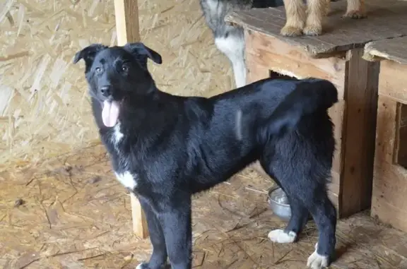 Пропала собака на ул. Стяжкина, Биробиджан - photo