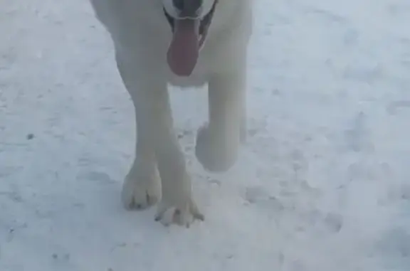 Найдена собака, Красноярск, фото: Найден алабай, ул. Годенко, 3, Красноярск