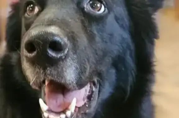 Пропала собака Жора, Трудовая ул., Челябинск - photo