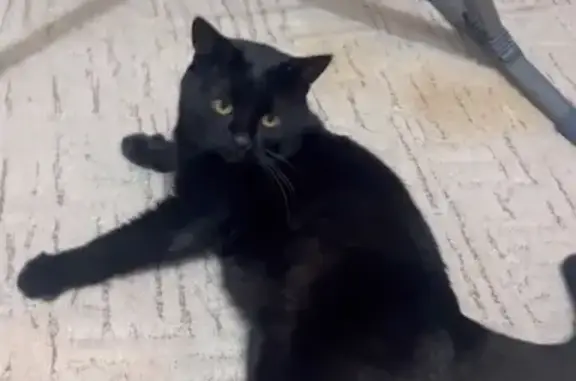 Пропал черный кот, Пенза, Огарёва 1 - photo