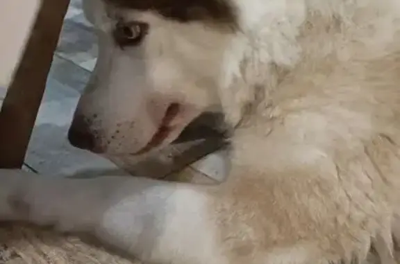 Пропали две хаски, Верхне-Луговая 100 - photo