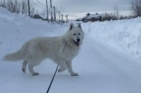 Пропал Барс, Сидельниково, Марий Эл - photo