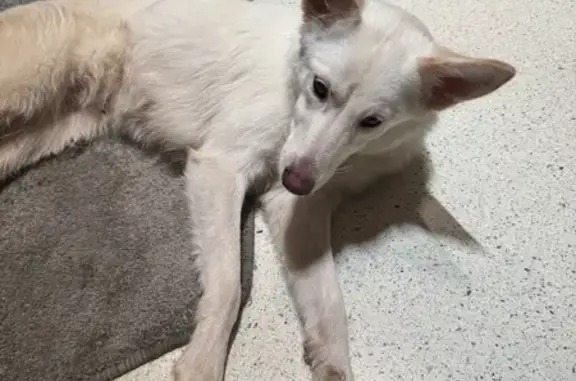 Найдена собака, ул. Пушкина, 99, Уфа - photo