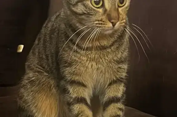 Объявления о пропавших и найденных животных, Сургут, фото: Кошка найдена: Сургут, ХМАО-Югра