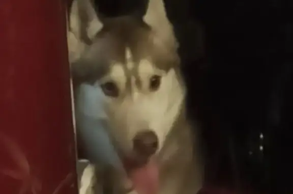 Пропала собака, Кировский пр., 114, Ростов - photo