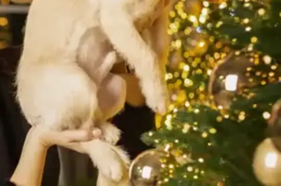 Пропала собака, Гвардейская ул. 21, Новочеркасск - photo