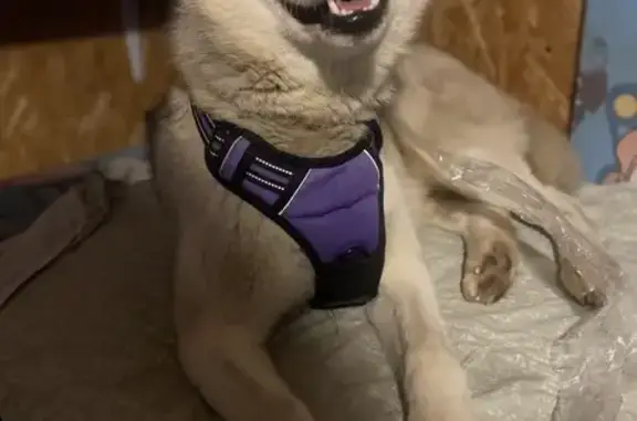 Найдена собака, Кузнечихинское, фото: Собака найдена на СВОАД, Кузнечиха