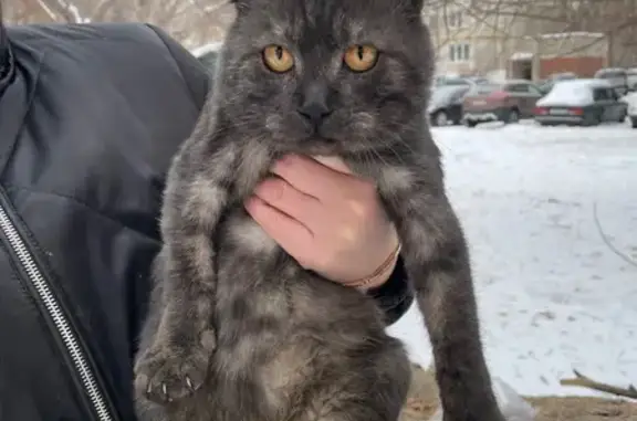 Найдена кошка, Орск, ул. Крайняя, 44Б - photo