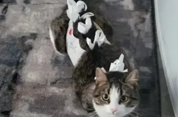 Пропала кошка, ул. Коминтерна 32В/1, Лиски - photo