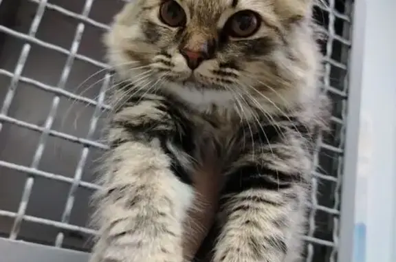 Найден молодой котик(на вид месяцев 5-6). В такую холодную погоду подбегал к прохожим и просил помощи. Похож на домашнего, породистого. Сейчас находится в вет клиники. Хозяин найдись или может найдётся новый дом себе взять не могу, свои взрослые коты.