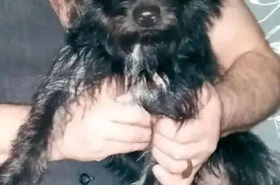 Потерянные животные Иваново, фото: Пропала собака в Авдотьино, ул. Левобережная