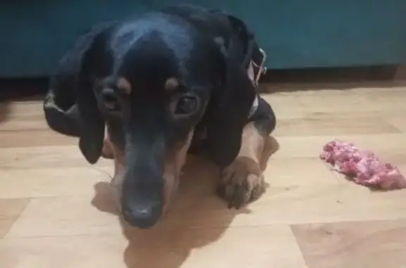 Найдена собака, Воронеж, фото: Такса найдена: ул. Изыскателей, 37Е, Воронеж