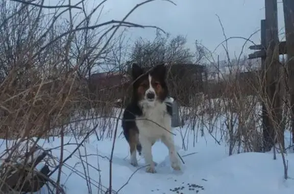 Найдена собака, Красноярск, фото: Собака найдена, ул. Диван-гора, Красноярск